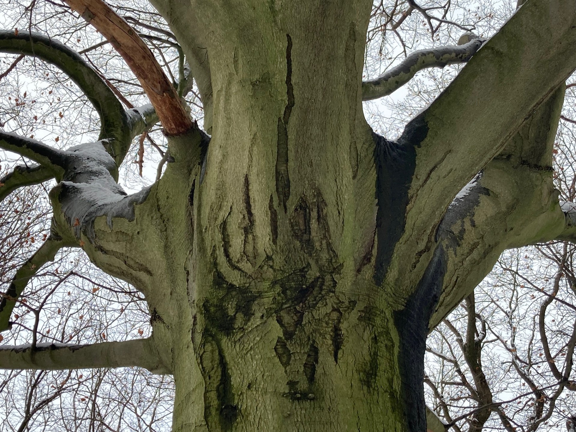 Crystal Tree Midwinter