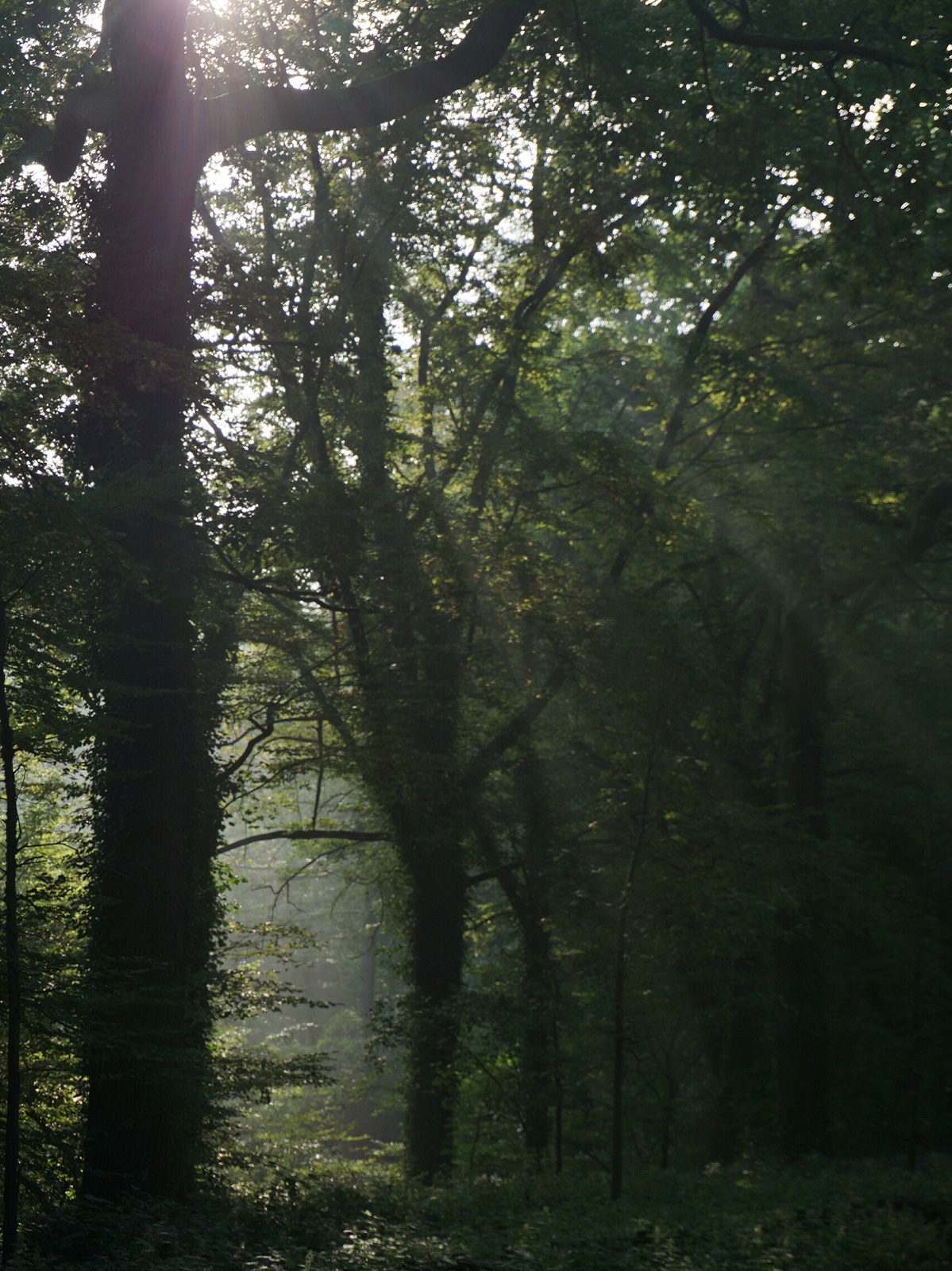 bos-met-zonneharp-verti-scaled2