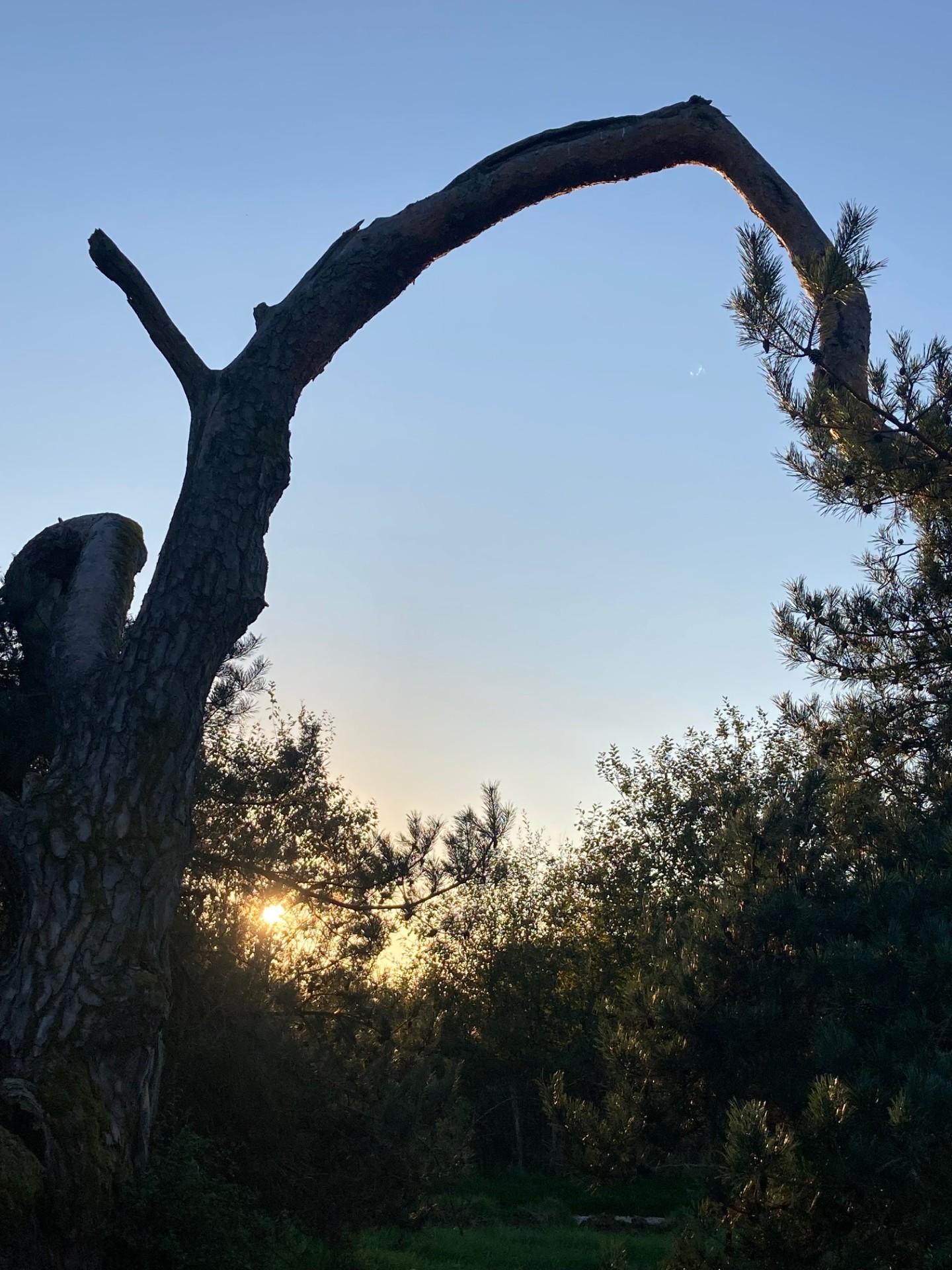 cosmic tree ecolonie