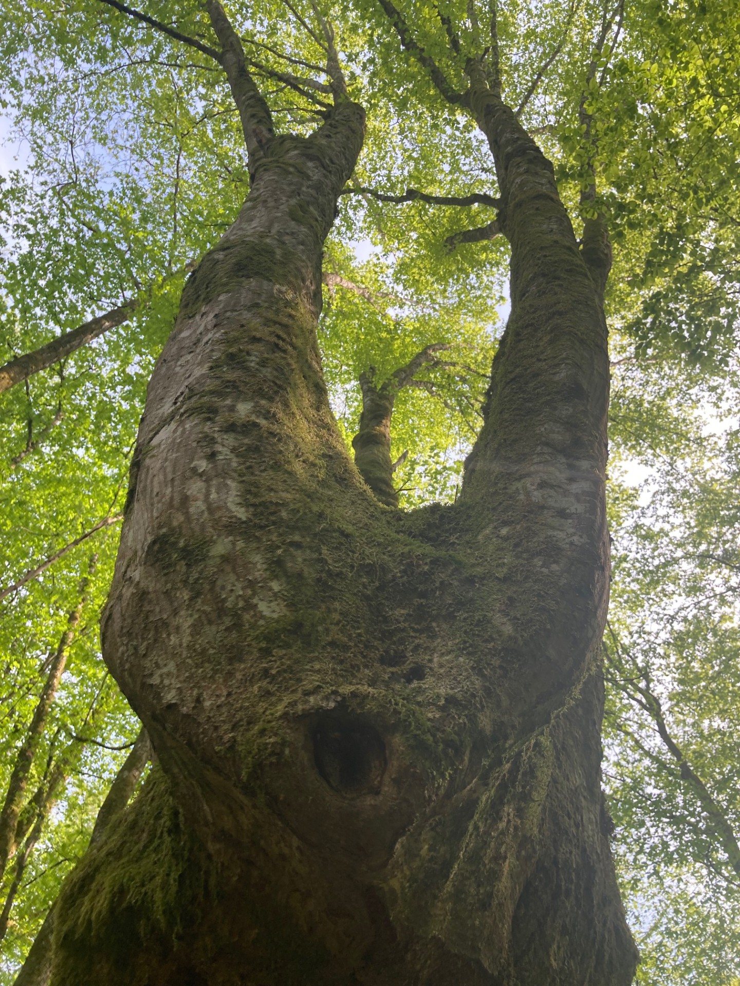 haagbeuk ecolonie