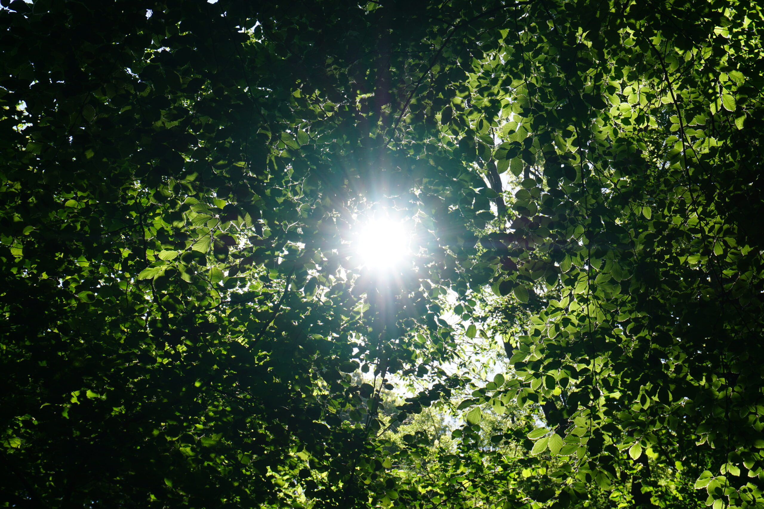 zon door beukenbladerdek